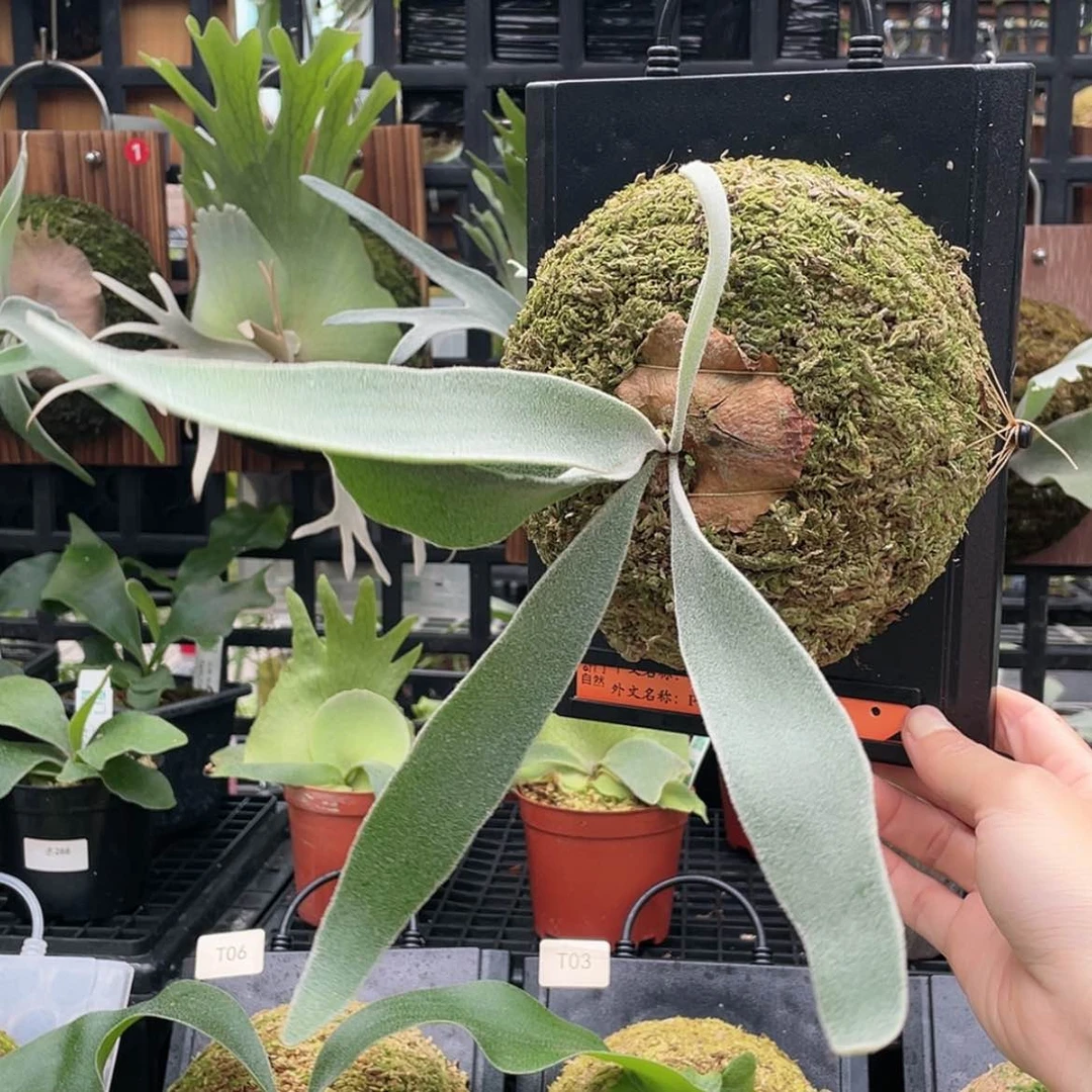【闪购商品】不开花植物银鹿