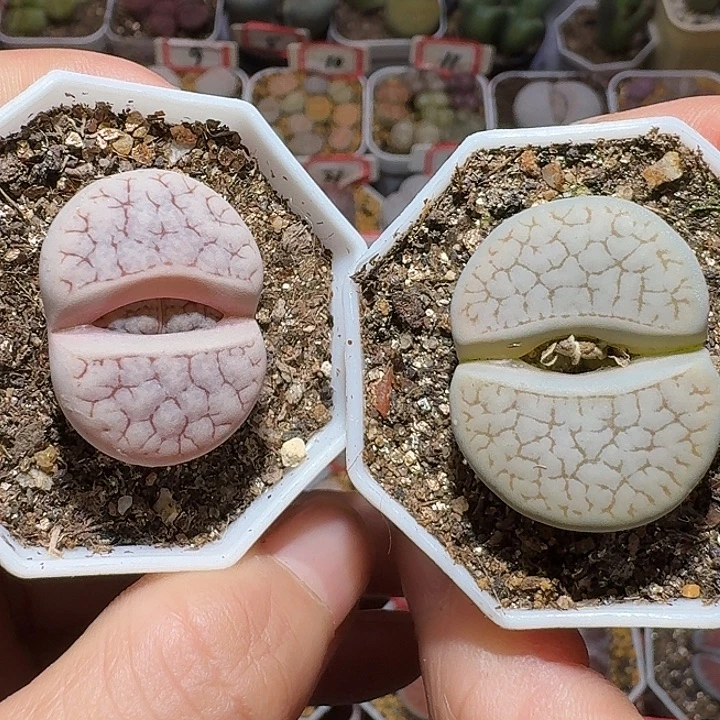 生石花1112222。   306