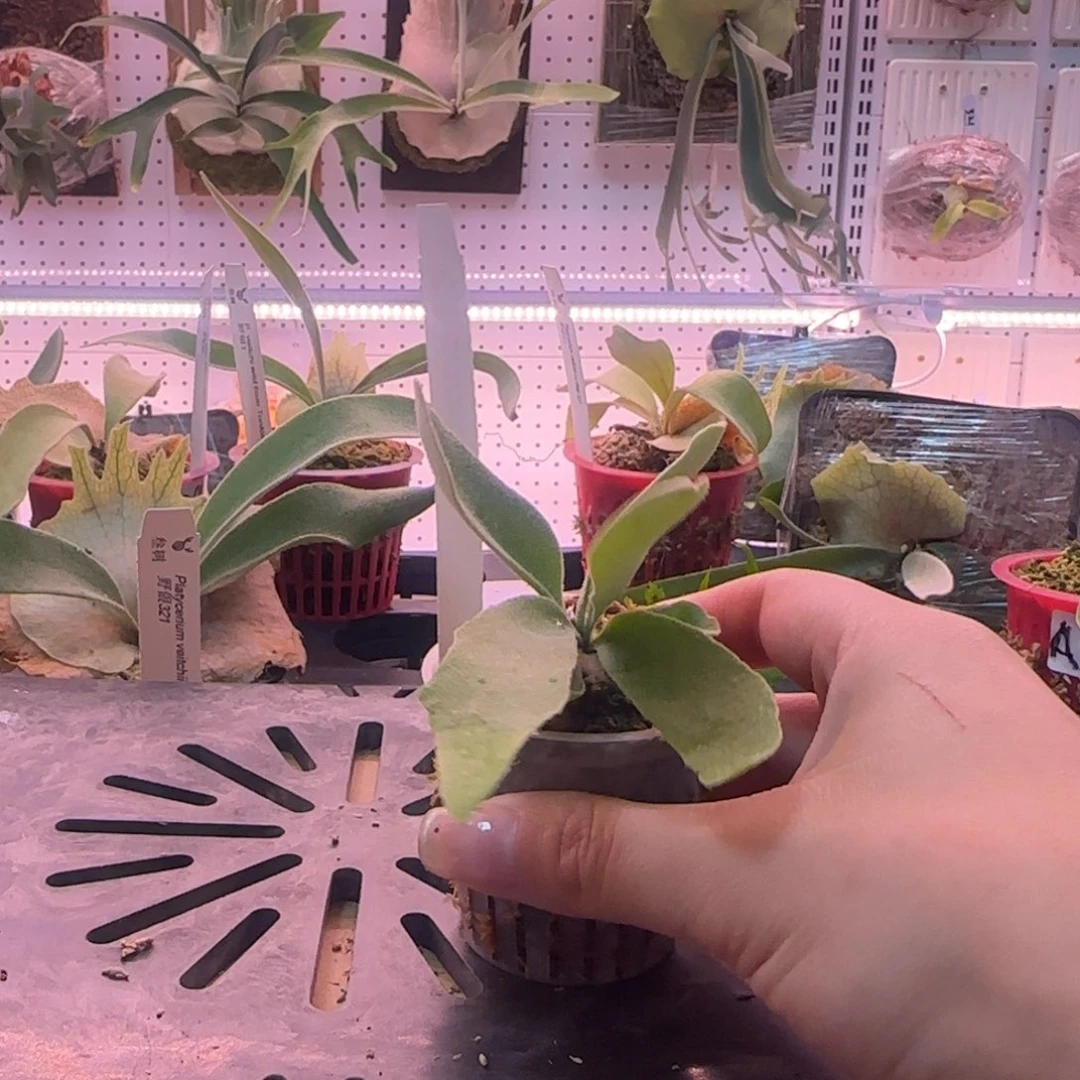 A5鹿角蕨孢子苗喔