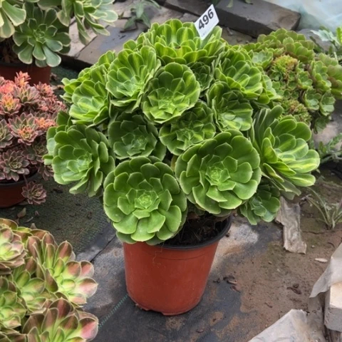 夏***末496翡翠琉璃手捧多肉，