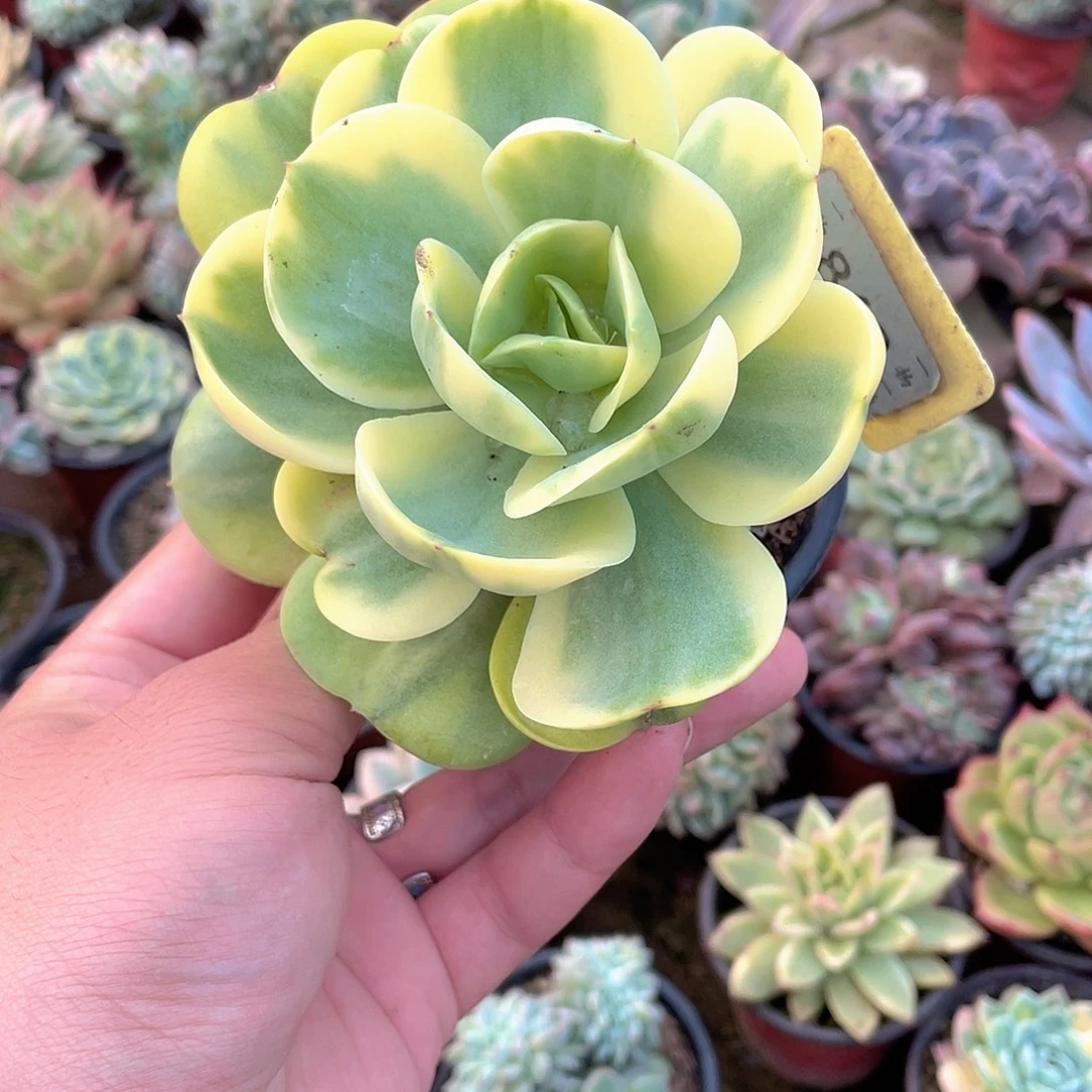 东***出862号多肉植物的光合作用