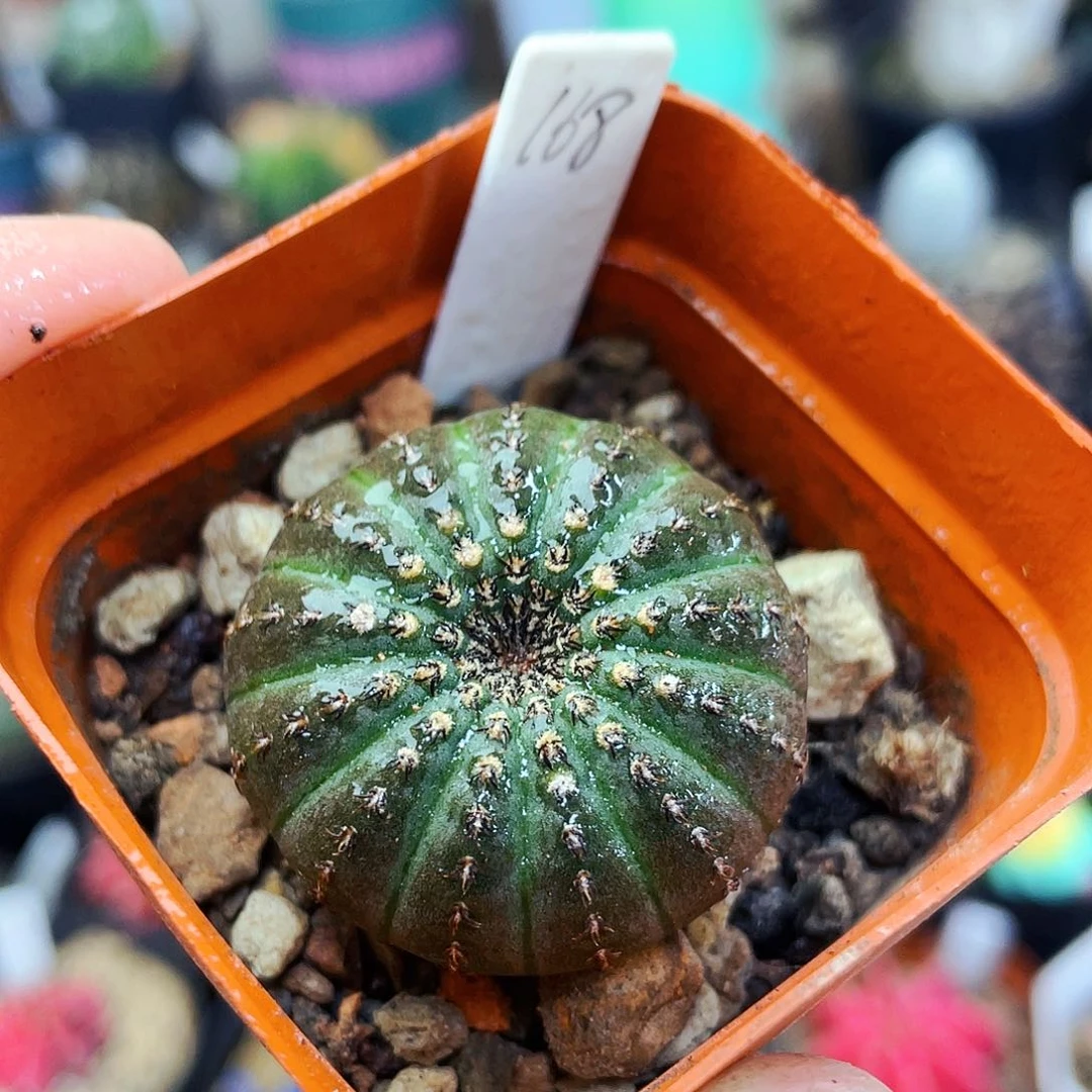 大型非偏远地区满25包邮仙人球