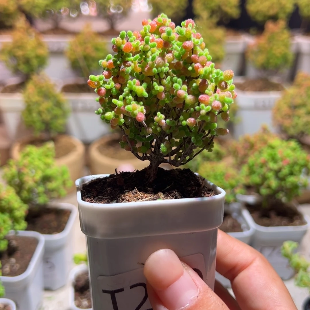 279蜜橘带盆土发货一物一拍