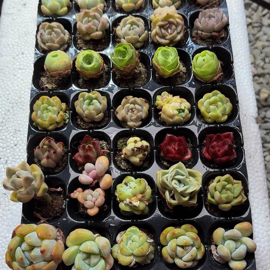 组合一盘。多肉35颗。你好主播