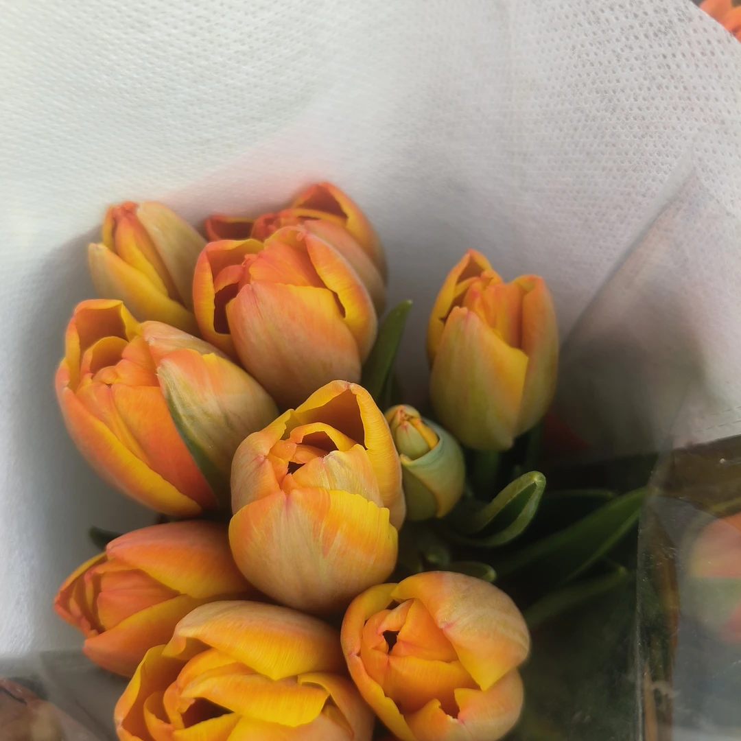 橙色郁金香3支