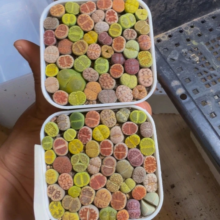 雨***_多肉植物的生长发育66