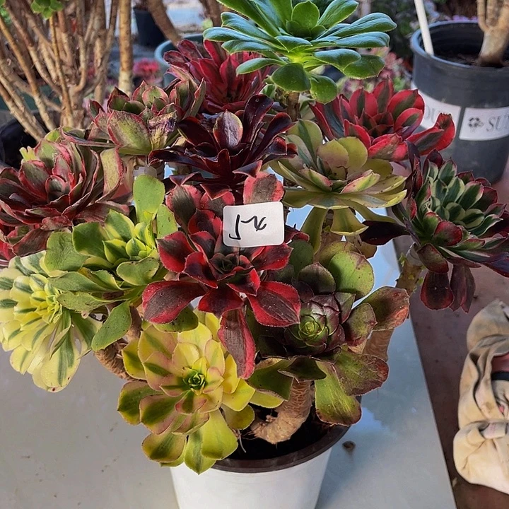 不***啦架接00000000000054号