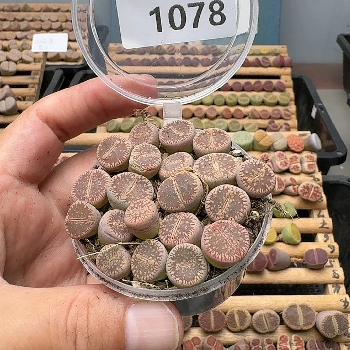 1078清框特价窗54