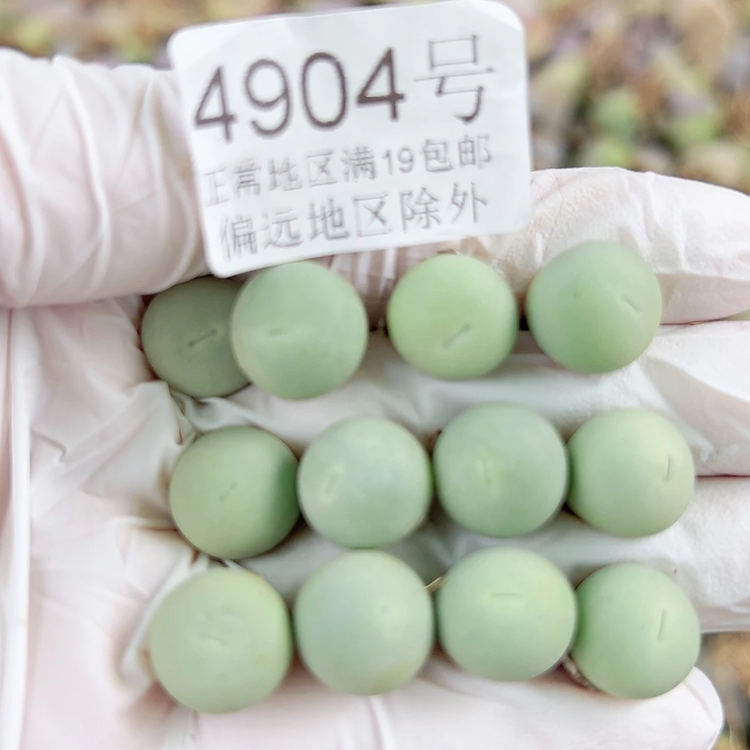 4904两年鸽子蛋12个1cm左右比较小特价出