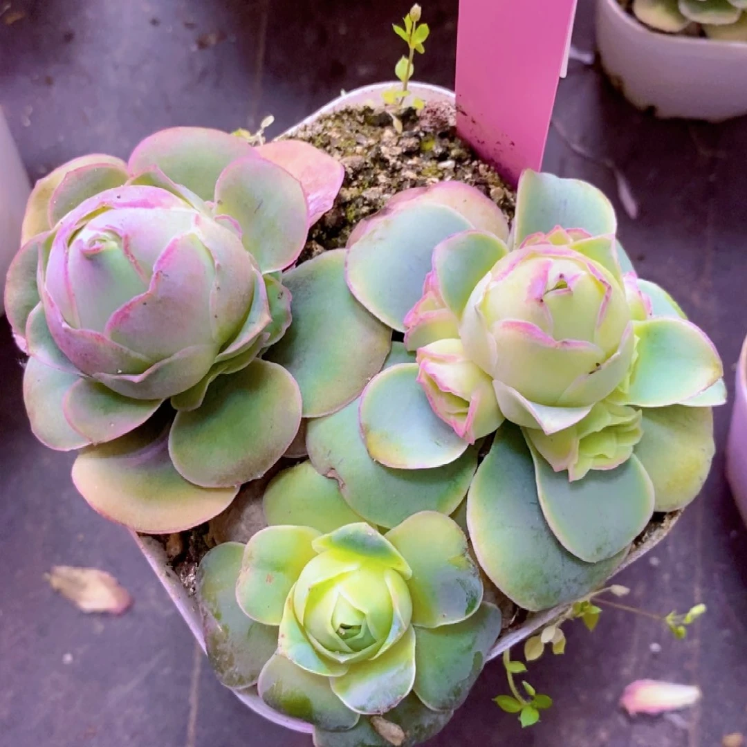 山地玫瑰情人节福利一物一拍631帕尔玛j