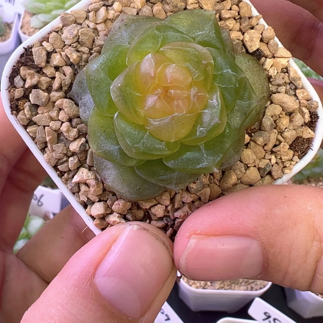 716号星域晗雨多肉植物