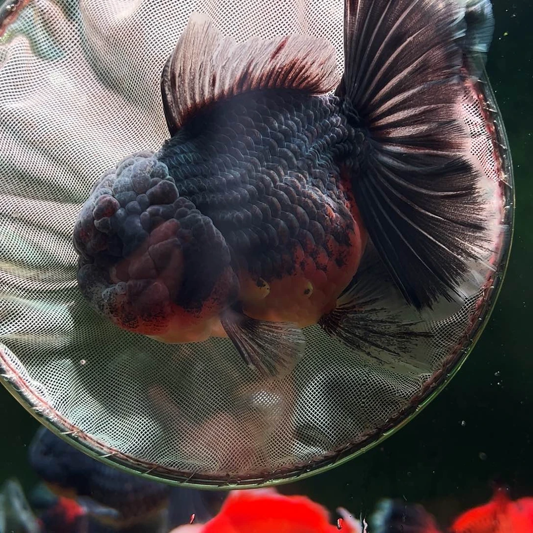 金鱼百褶泰狮冷水金鱼