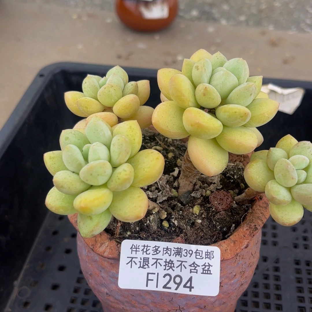 294-泡泡糖多肉8cm