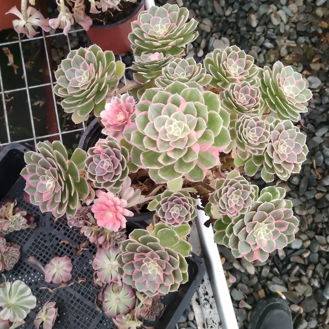 多肉法师锦万花筒法师