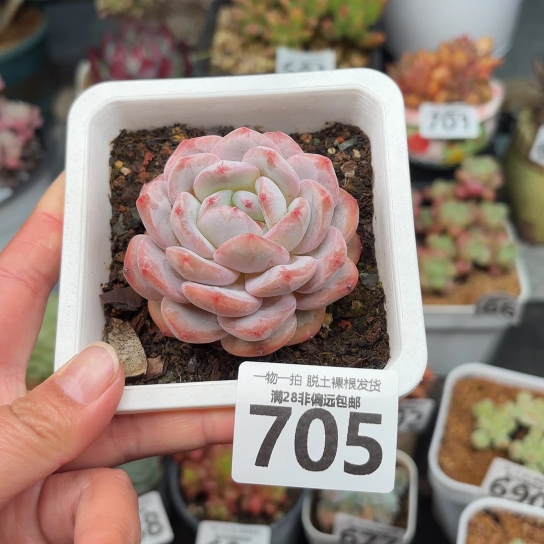 橙梦露无盆土发货