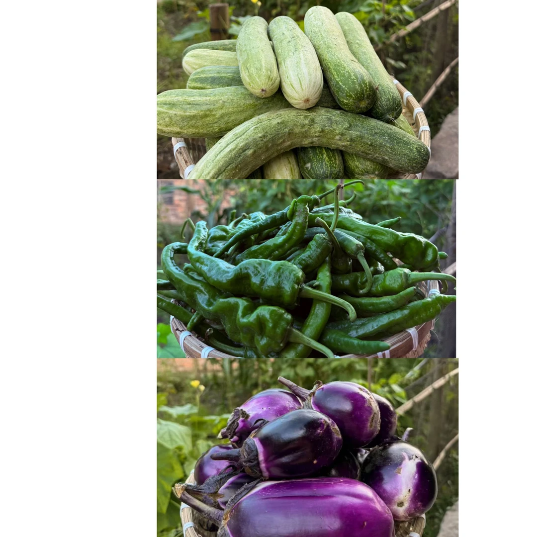 新鲜蔬菜混合装顺风包邮