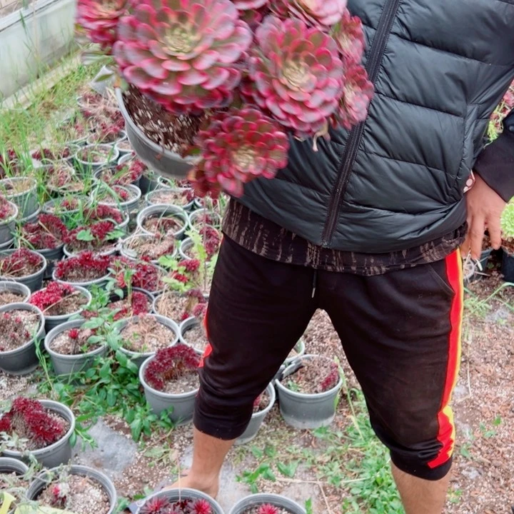 黑金刚二加伦多肉法师