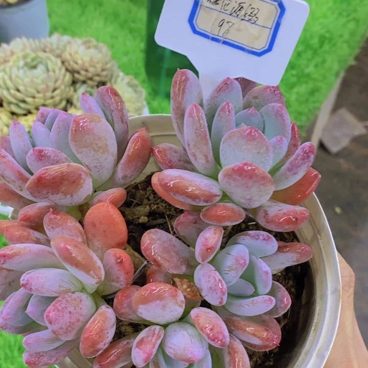 多肉植物，开心多肉