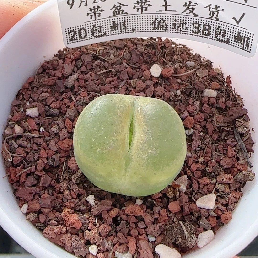 多肉0925--36毛汗尼