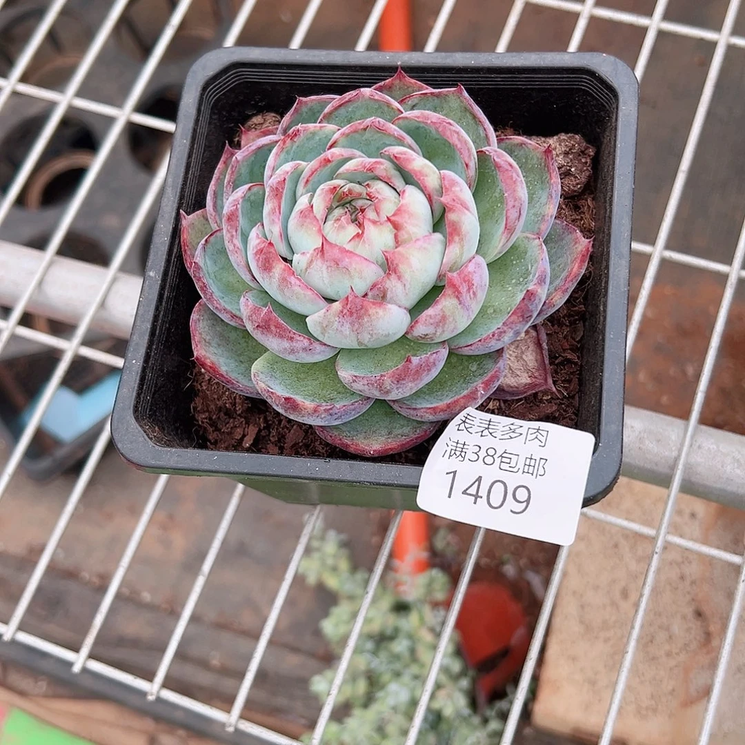 发***呆多肉一物一拍植物1409