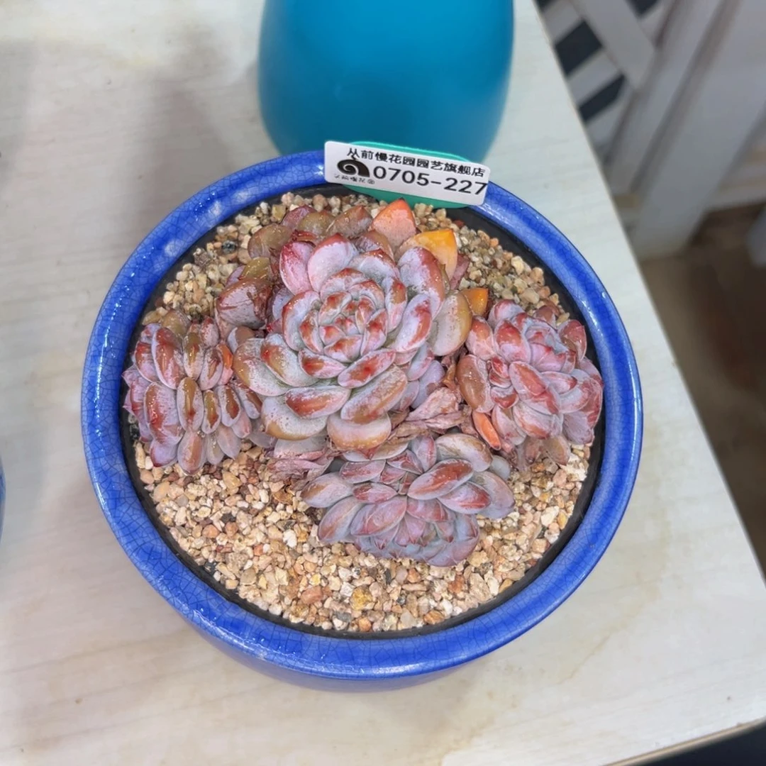 是***菜多肉一物一拍0705-227带盆