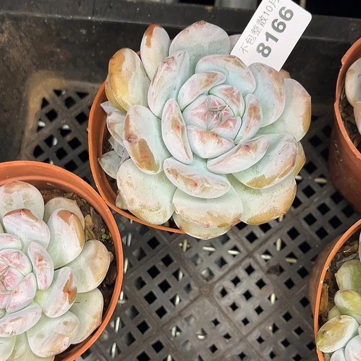 阿雅园艺。      8166星影