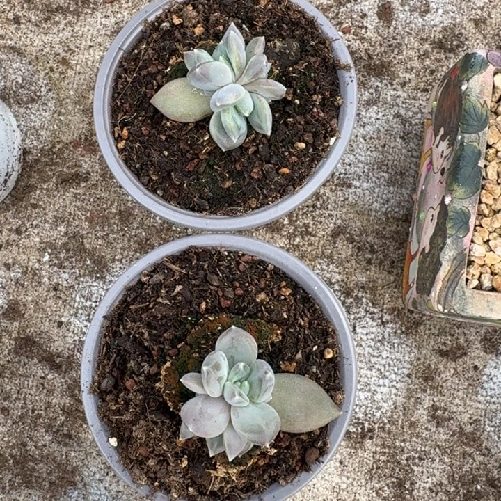 邀月仙子新号福利价