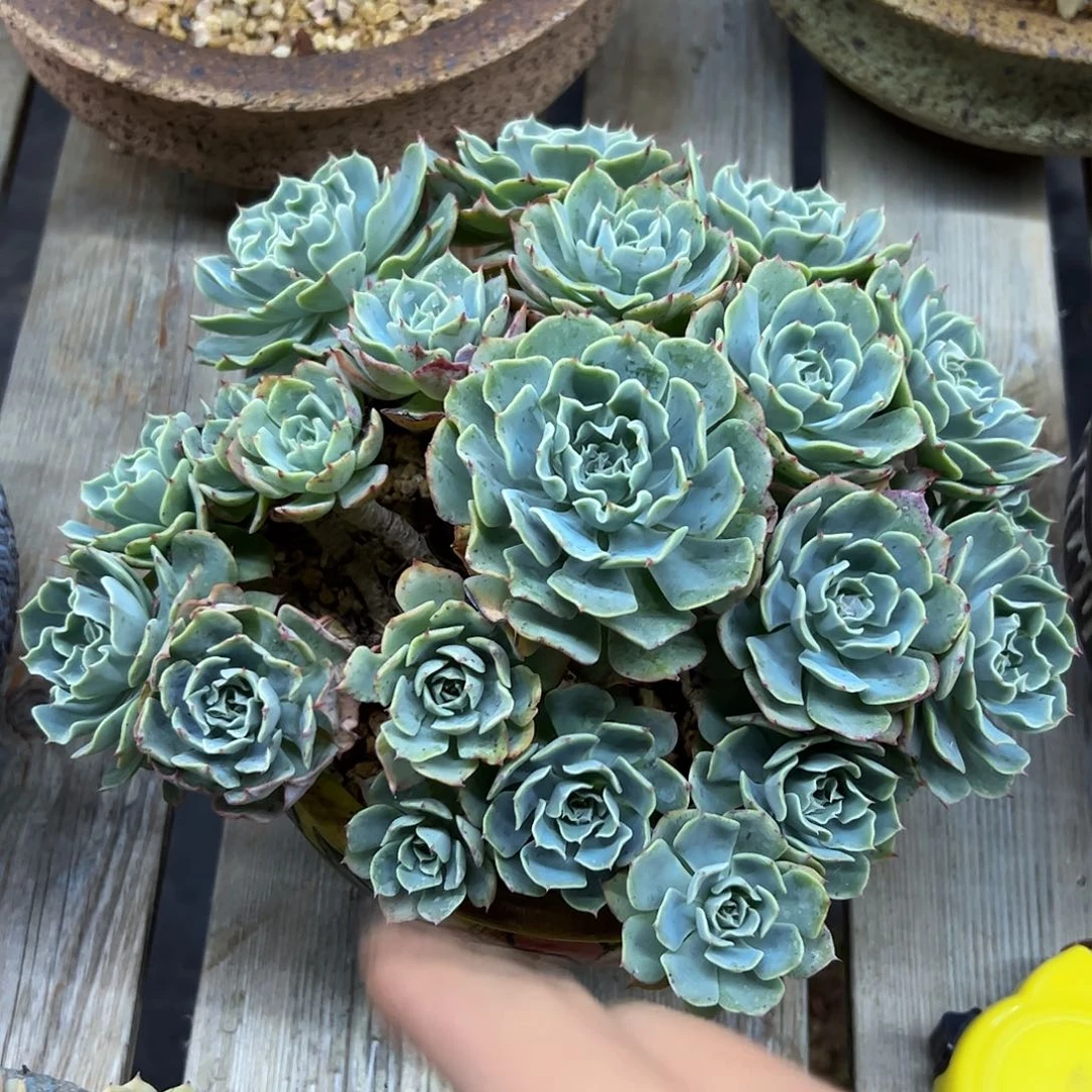 海啸28 零零多肉植物