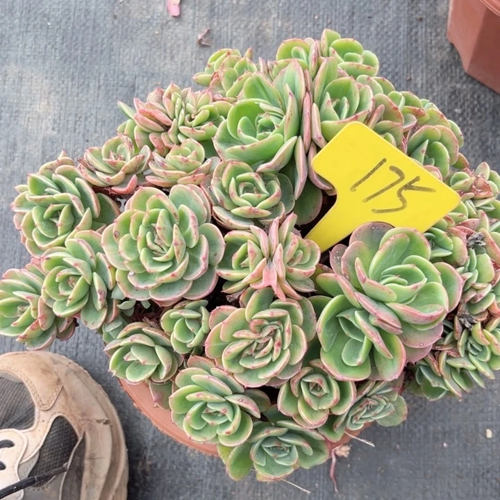 晨语多肉一物一拍175