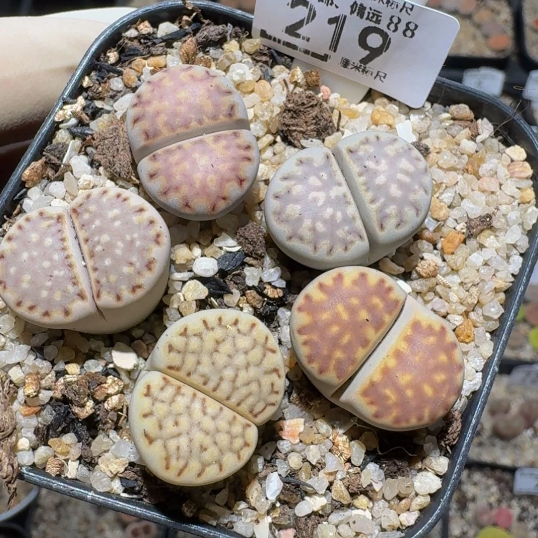 Zzzz精品生石花219