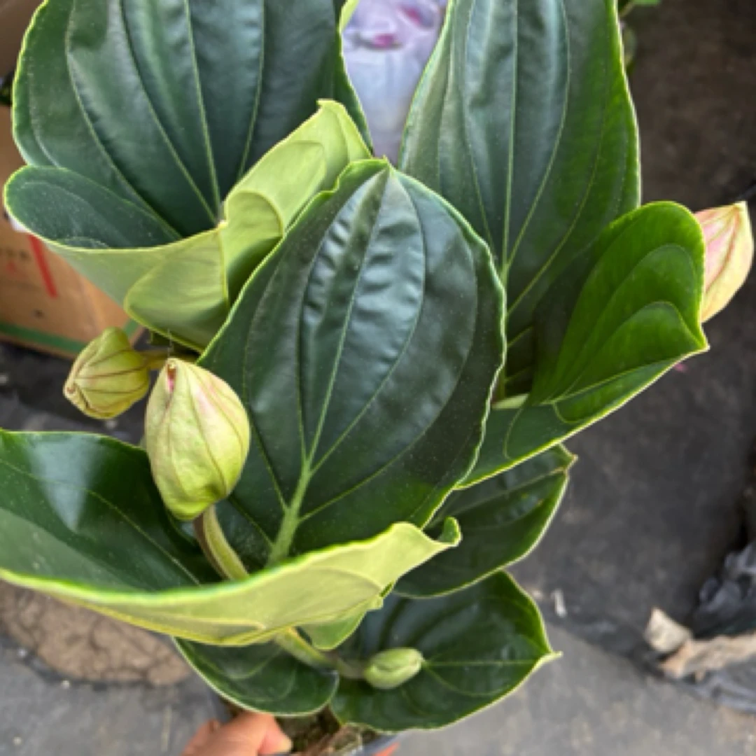 精品绿植宝莲灯3头