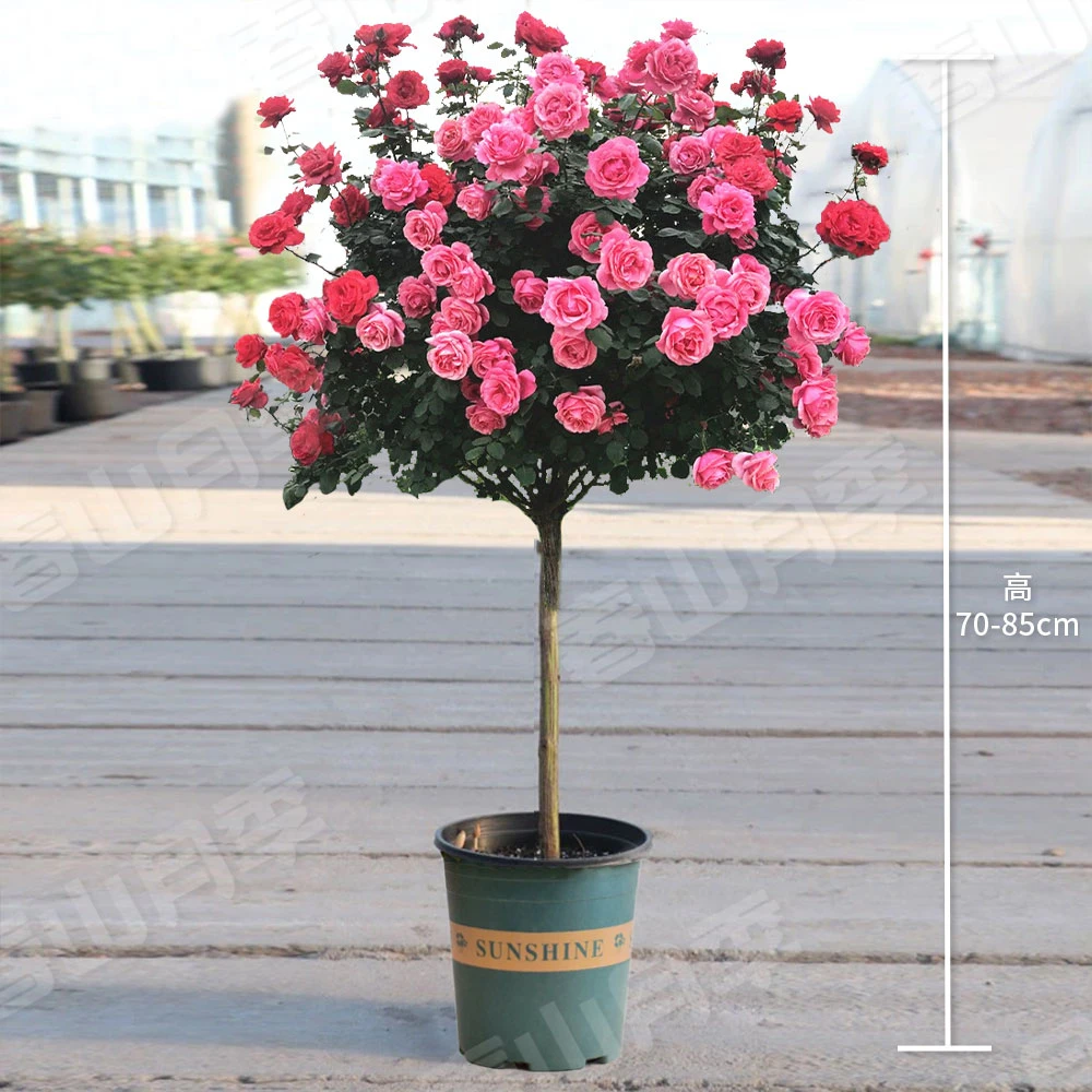 【仙度瑞拉月季棒棒糖】3年老根树桩月季70~85CM带盆带土基地发