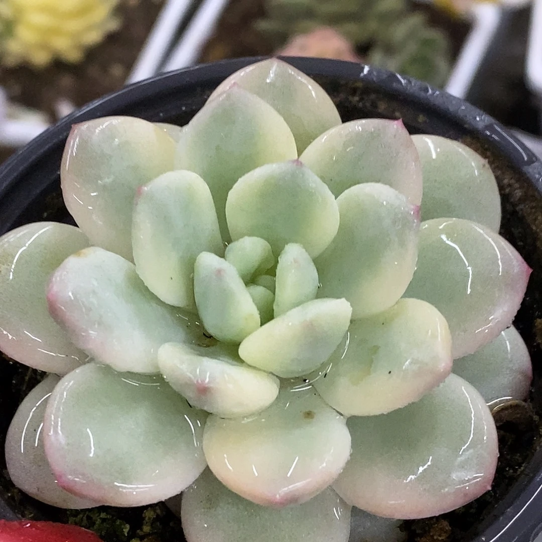 256新香水哈哈哈哈