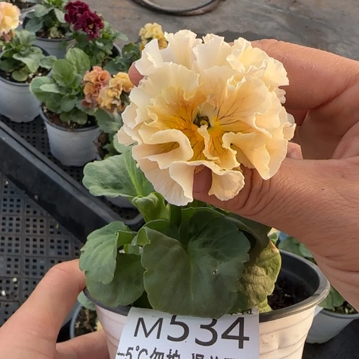 无花朵M534角堇小苗一物一拍默认苗晃