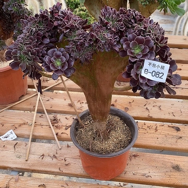 082 欧紫缀宽29 公分