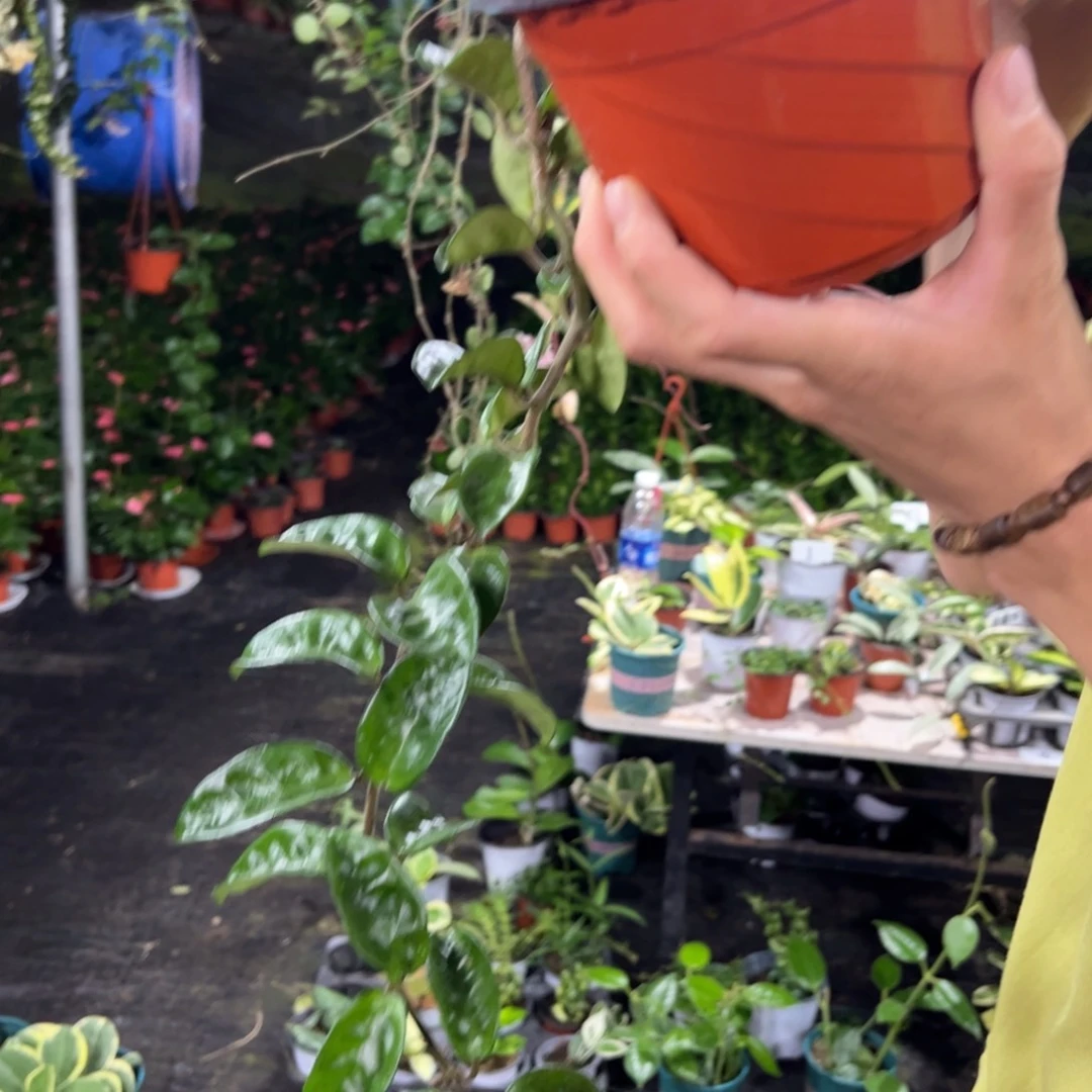 D***Y无花朵扁叶克林克球兰