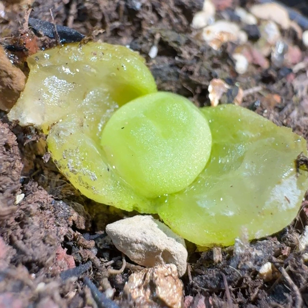 1152带盆土000000000