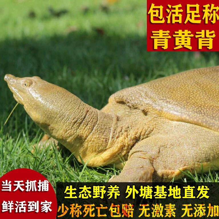 【单只】2斤公甲鱼鲜活外塘野养青黄背