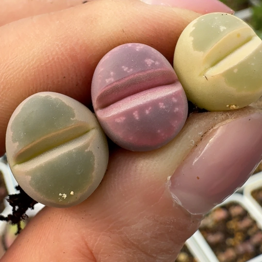 小*舟262三颗000000000000