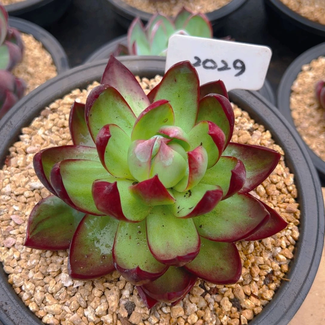 惊鸿仙子一物一拍2029号