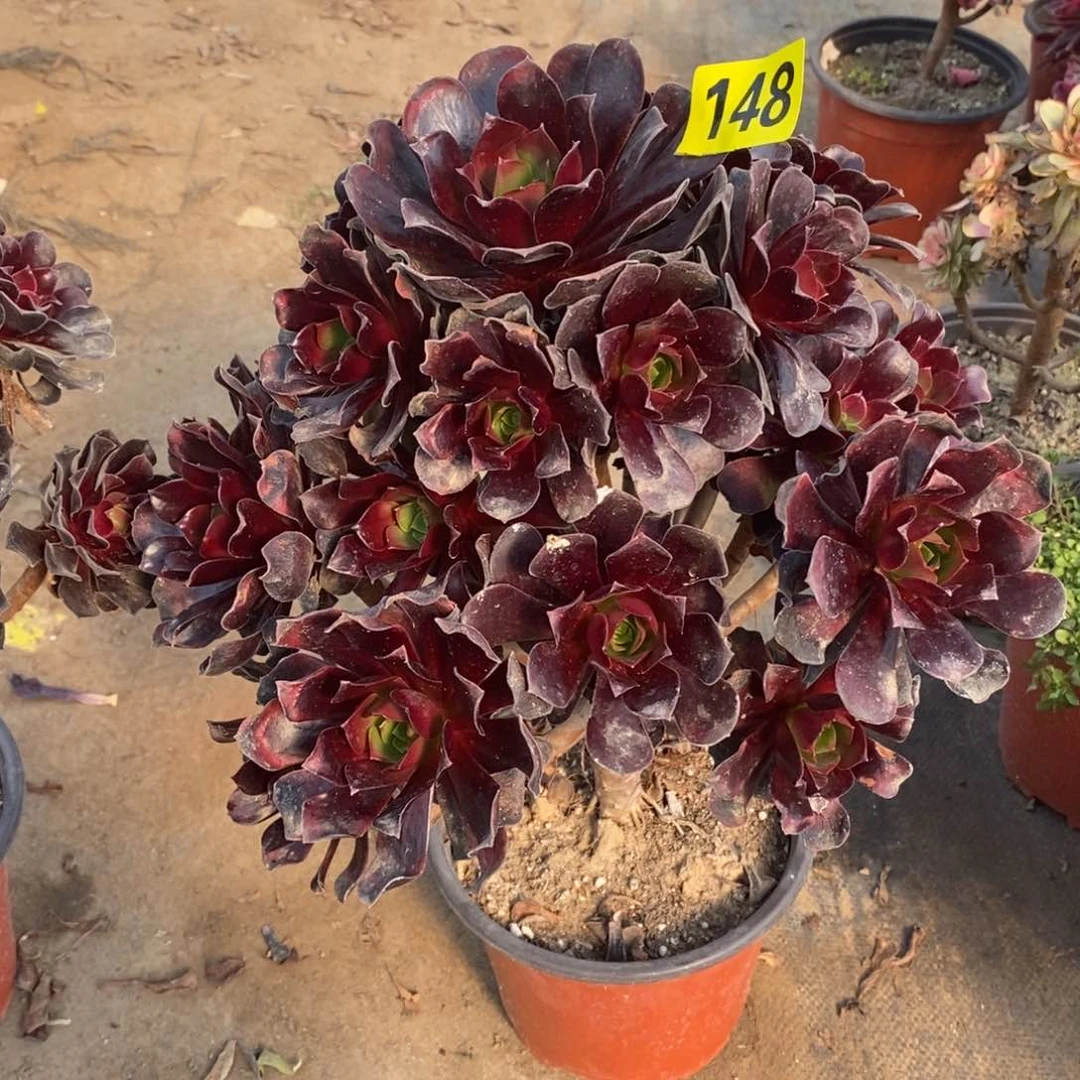 噢紫多肉法师148