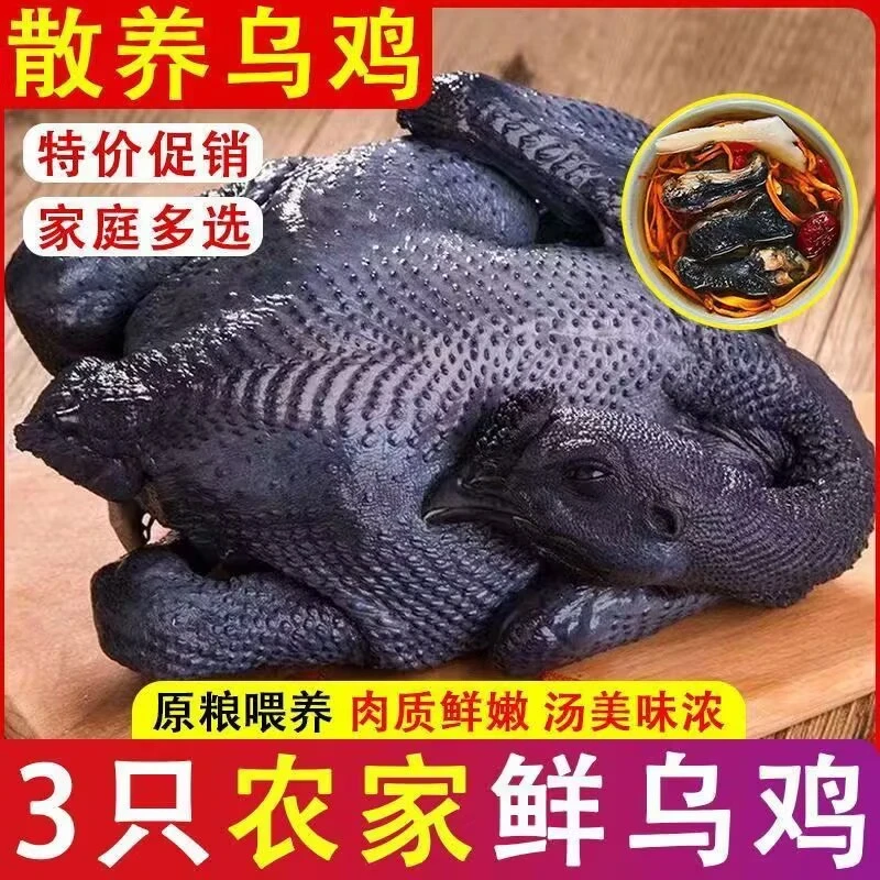 乌鸡新鲜农家散养乌骨鸡土鸡乌鸡活鸡生鲜 包冰率不含冰
