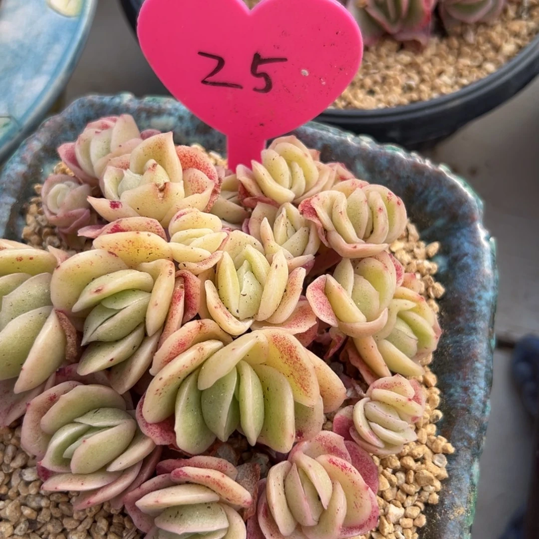 多肉植物一物一拍