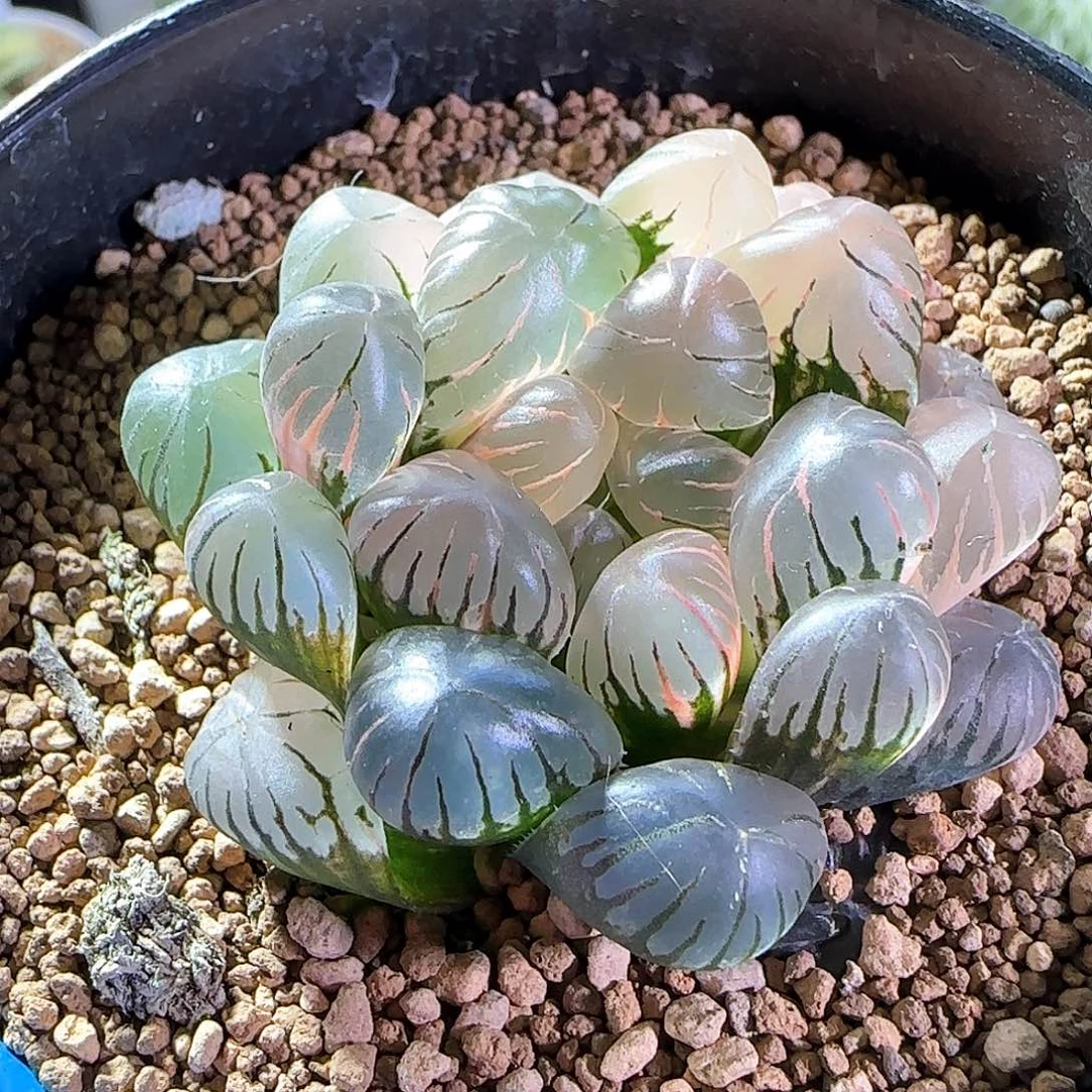 78号大窗冰灯玉露锦一物一拍带盆土