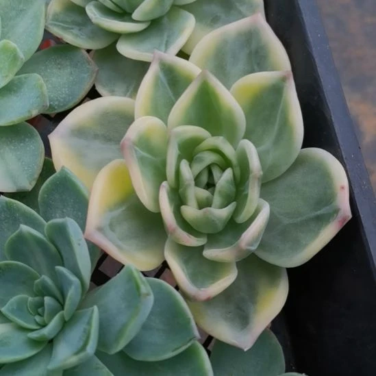 伊丽莎白超白锦砍头