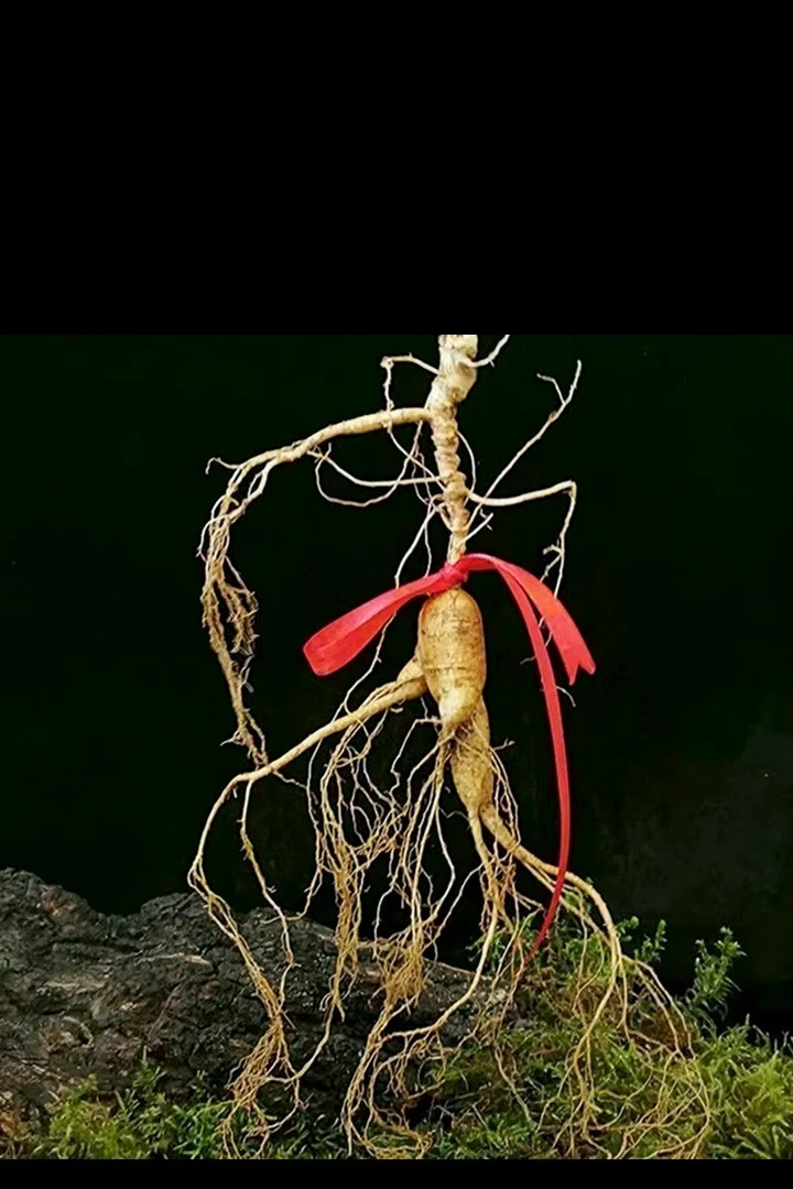 长白山新鲜林下参