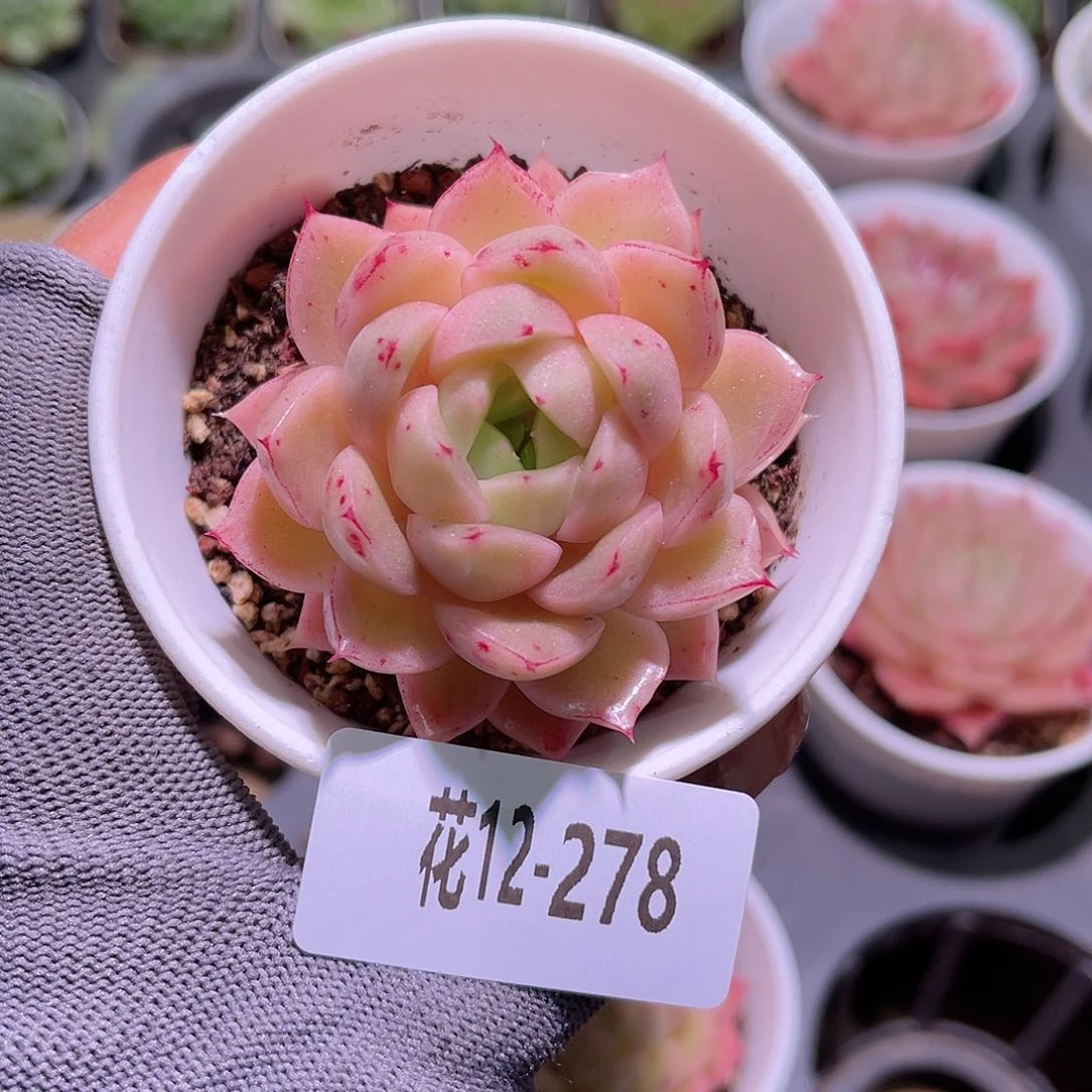 花12-278麦秆单头