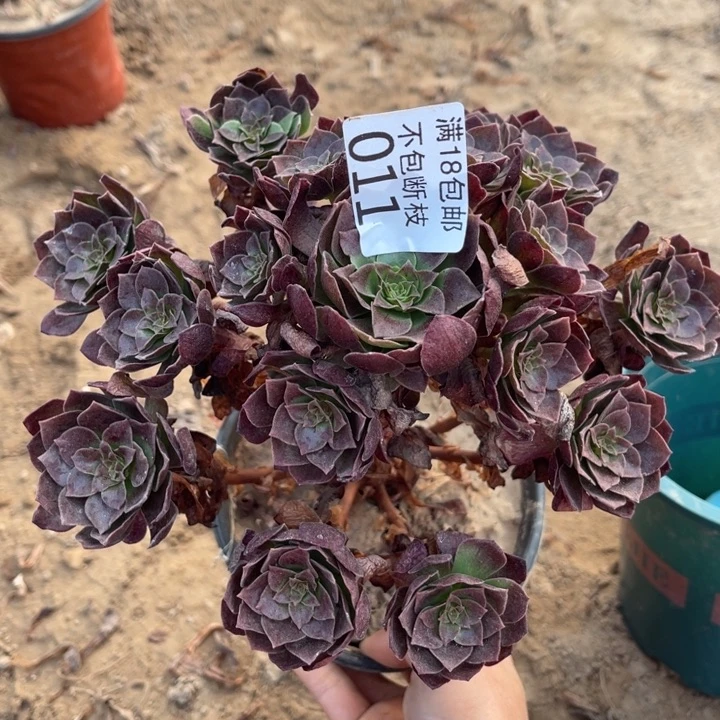 011黑魔手捧1北法师