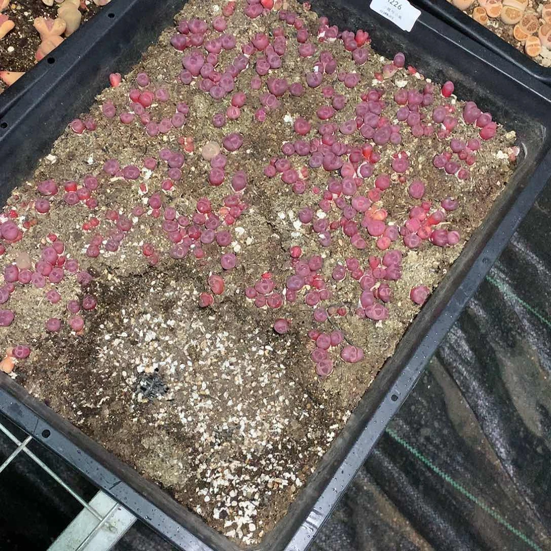 木*H226多肉植物保护