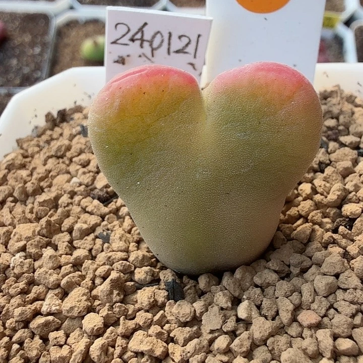 s****s多肉多肉植物植物